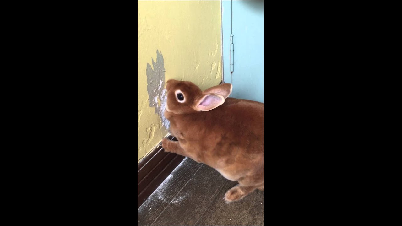 壁を食べる 困ったウサギ うーちゃんです Rabbit To Play With Youtube