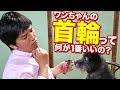 犬の首輪っていっぱいあって悩みませんか？愛犬の首輪の選び方についてお話します！