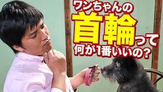 犬の首輪っていっぱいあって悩みませんか？愛犬の首輪の選び方についてお話します！