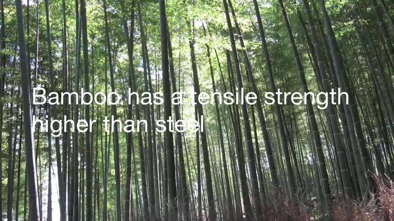 12 Amazing Facts About Bamboo YouTube