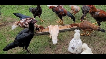 QAIB EJ COV ME NYUAM NAWB NYIAM NUG TAU OV!