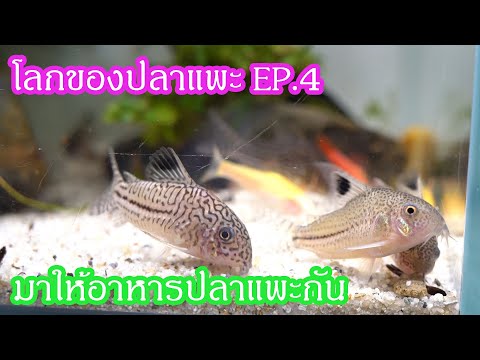 โลกของปลาแพะ EP.4 : มาให้อาหารปลาแพะกัน