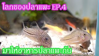 โลกของปลาแพะ EP.4 : มาให้อาหารปลาแพะกัน