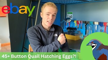 49 of the worlds smallest eggs from ebay?! | Button Quail Incubation
