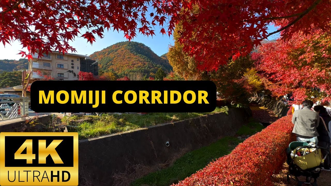 LAKE KAWAGUCHI, JAPAN 🇯🇵 [4K] Momiji Kairo — Maple Corridor — Autumn Leaves Festival