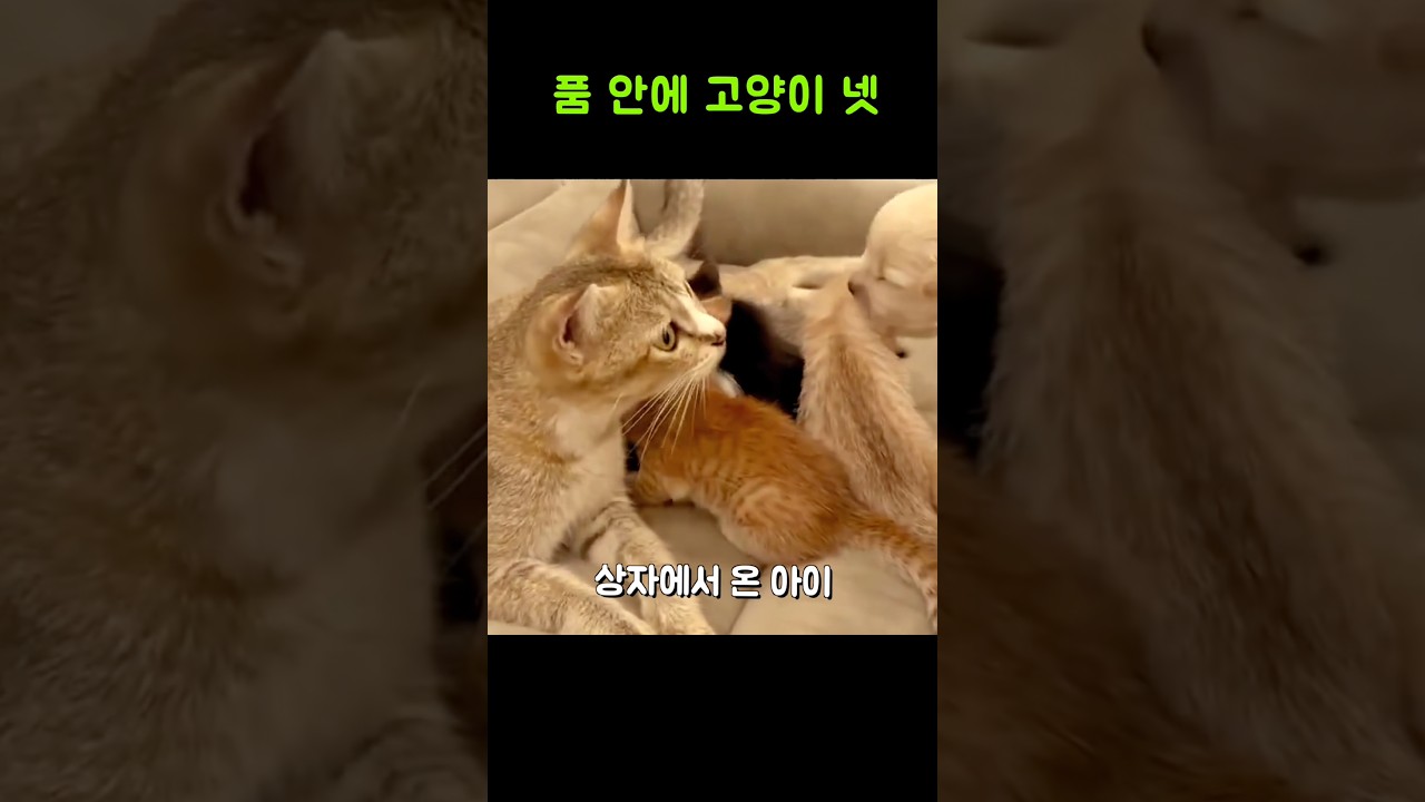 어미 고양이에 아기 강아지를 데려온 집사