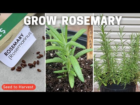 Growing Rosemary from seed