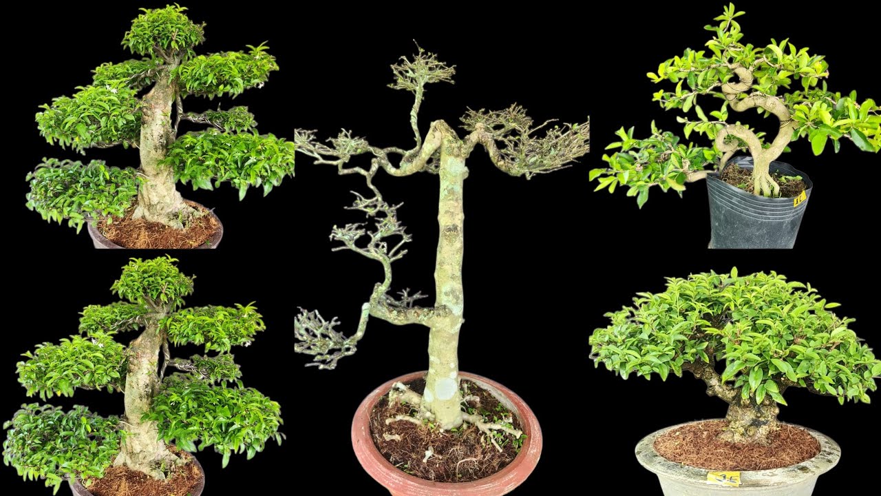 Thanh Bình Ngay 19/8 Chào Bán Bonsai , Chiếu Thủy, Sơ Ri, Linh Sam, Khế ...