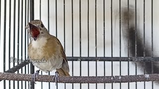 Download Lagu Pancigan SRDC agar cepat gacor nyuling Ngeplong MP3