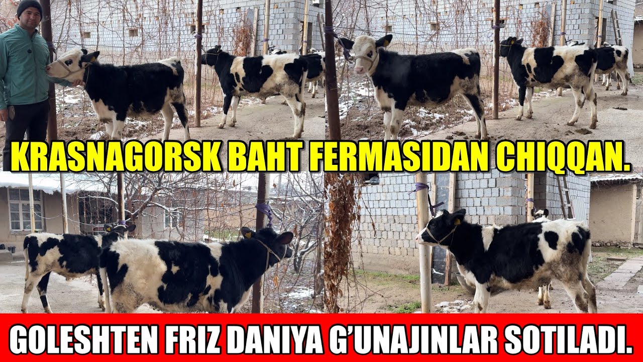 HAMMAGA RAHMAT G’UNAJINLAR SOTILDI.