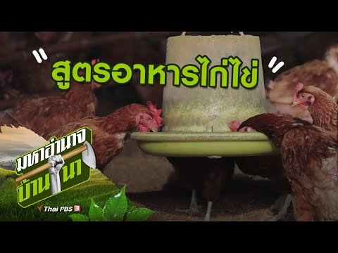 สูตรอาหารไก่ไข่ : สูตรลับฉบับบ้านนา (19 ก.ค. 63)