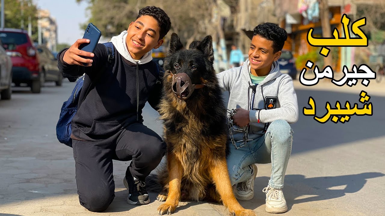 كلب جيرمن شيبرد يجعل صديقه من الاغنياء .. فماذا فعل ؟