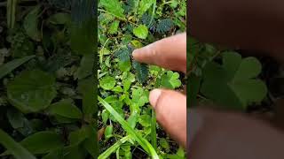Have you seen this plant? #loveplant #travelvlog #jamaica #shorts #shortvideo #portantonio #plants