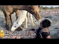 شاهد ذكاء الجمل؟ وكيف ارشدني للطريق الصحيح. انصحك ماتفوت دقيقه