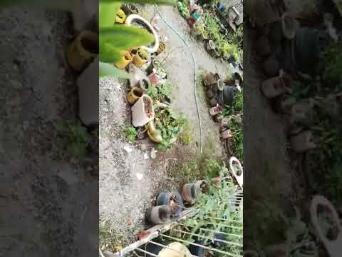 simple garden of plants🌺