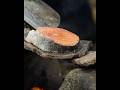 @BibekBhattar Salmon Fish Cooking Hot Stone Amazing Yummy Style