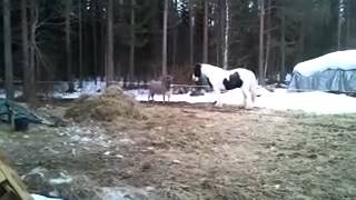 дружба лошадки и осла дружба лошадки и осла
