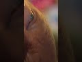 أمنيته الوحيدة ان يخرج من هذه الاسطوانه حتى ولو على كرسي متحرك بعدما عاش فيها ل ٧٠عام احمد ربك