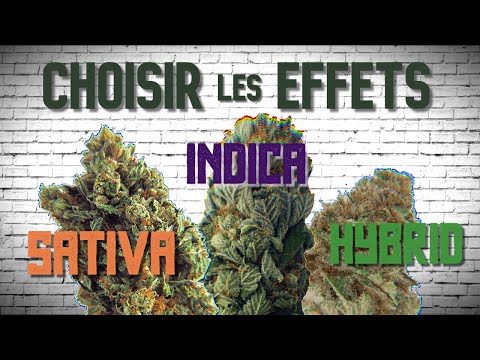 Vidéo: Toutes les variétés OG sont-elles indica ?