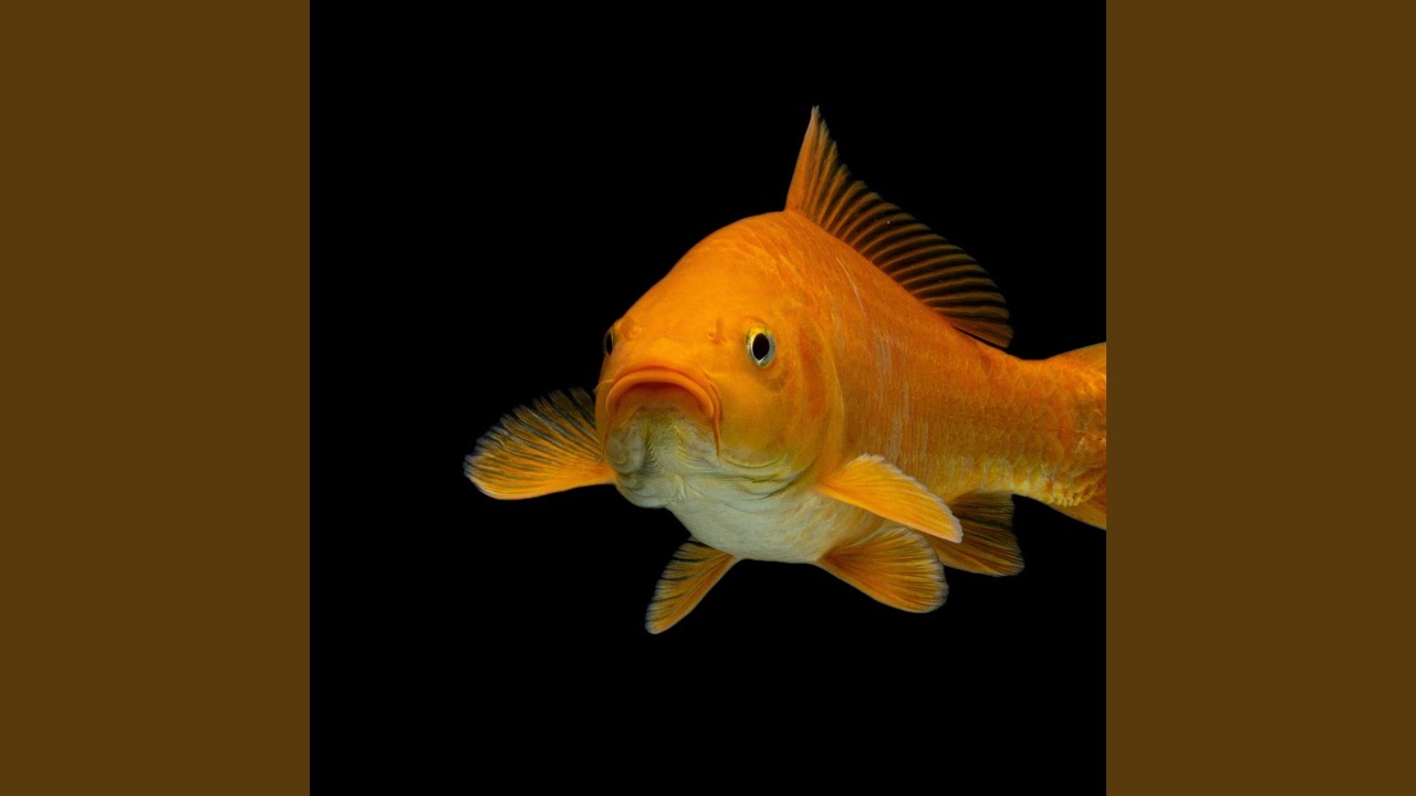 Diving for Pearls at Cenote Dos Ojos