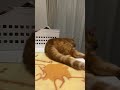 猫のさりり 11セカンド