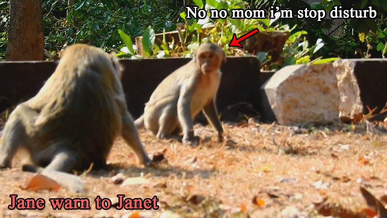 Jane warn attack to Janet cos Janet very follow disturb, Janet scare face mom she walk out fast