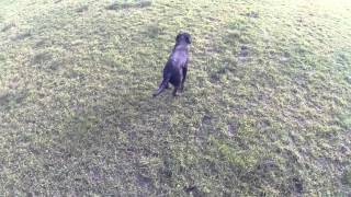 Gundog Training - Memory Retrieve With Stop