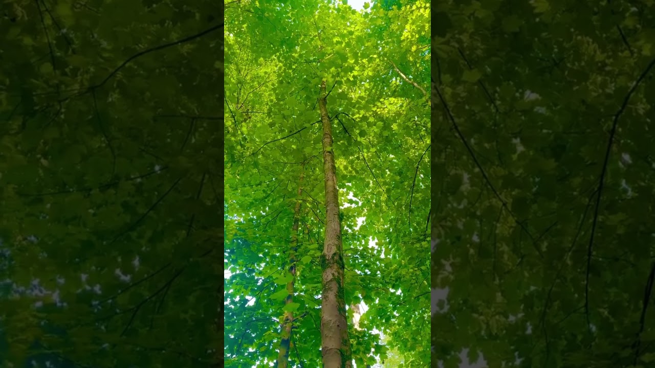 Let the soothing sounds of nature calm your soul. - YouTube