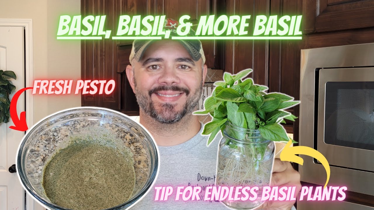 Basil Crazy Endless Basil Plants / How to Make Pesto DownHome