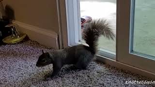 Wild Squirrel Break into house stealing chocolate 🍫 bar