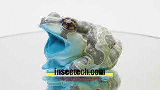 動物の惑星】ジュウジメドクアマガエル フィギュア : インセクテック