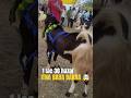 2 dant me itna bada 🐐#youtubeshorts#trending#ytshorts#tiktok#shortvideo#shorts#minivlog#viralvideo#g