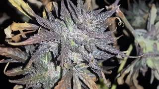 pushing the outdoor autoflower for as long as possible