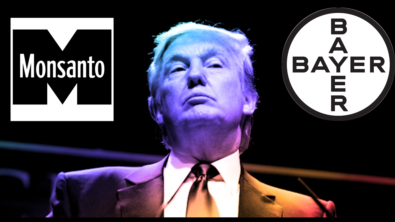 ¿Por qué ha detenido Trump una ley para proteger a las abejas?