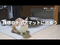 ニトリでおすすめなチェアマット買いました / モーニングルーティン～チェアマットを敷き詰め