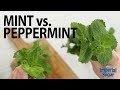 The difference between mint  peppermint