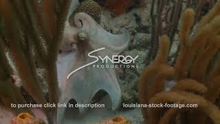 2374 octopus in soft corals on coral reef screenshot 4