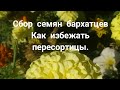 Сбор семян бархатцев. Как не перепуть сорта. Семена бархатцев.