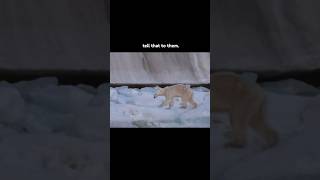 it’s real, and a huge problem. #animals #blowup #extinction #foryou #polarbear #globalwarming #viral