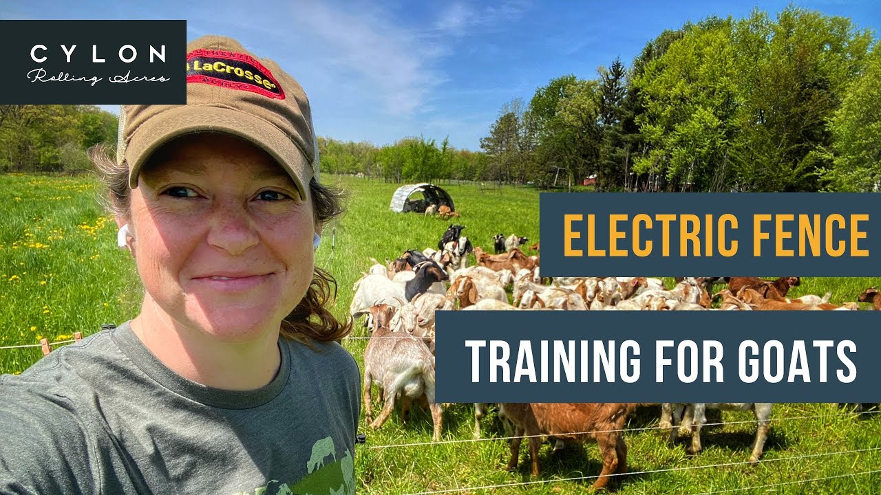 Electric fence training for goats YouTube
