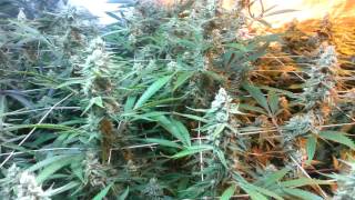1000 Watt ups  switch to 1000 Watt Mh on last two weeks of flowering.