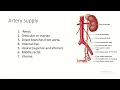 Anatomy of ureter with clinical anatomy