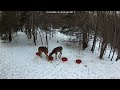 Deer 3-01-2026 5:39 PM