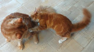FLUFFY LOVE & TERROR! 😹🐾Tiny Maine Coon Kitten Cuddles and ATTACKS Her 26lb Dad💓 #cat #cute #funny