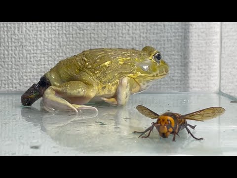 When you p💩💩p in front of the giant hornet ... / Pacman frog , African bullfrog【LIVE FEEDING】