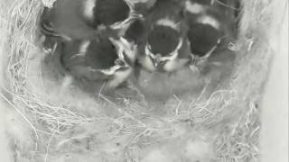 2016-06-03 http://birdbox.live [2/4]