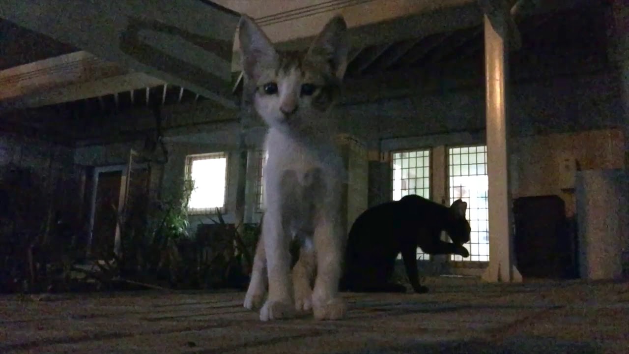 Feral Kittens in the Street 