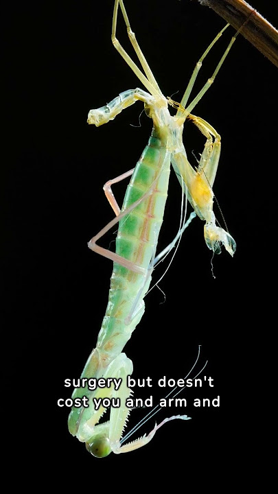 Life cycle of a praying mantis. #animals #facts #bugs