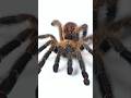 Tarantulas Rollin' Out! #tarantula #spider #pettarantula #tarantulakeeper #animals #gagamba