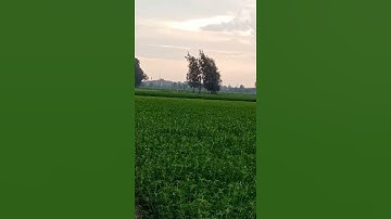 سورة الإخلاص.                 ( الشيخ خالد الجليل)